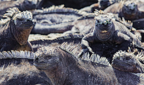 Close-up of a turtle