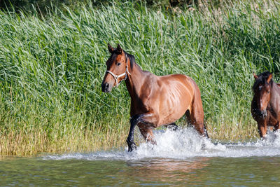 Horses in a farm