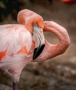 Close-up of bird