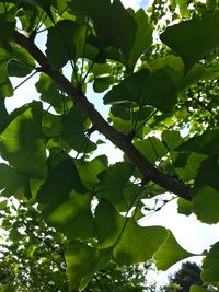 Low angle view of tree against sky