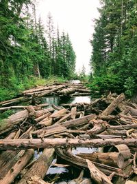 Stack of logs in forest