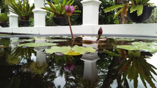 Potted plants floating on water in lake