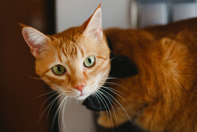 Close-up portrait of a cat