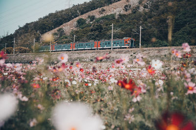 Scenic view of flowering trees by train