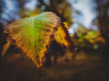 Close-up of autumnal leaves against blurred background