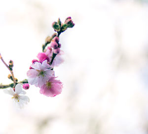 Close-up of pink cherry blossoms in spring