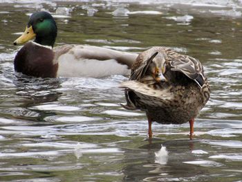 Close-up of duck swimming on lake