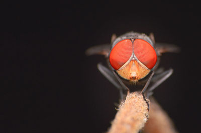 Close-up of a butterfly