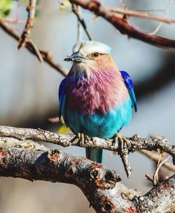 Close-up of bird perching on branch