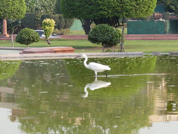 Bird on a lake