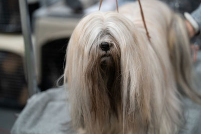 Close-up portrait of dog outdoors