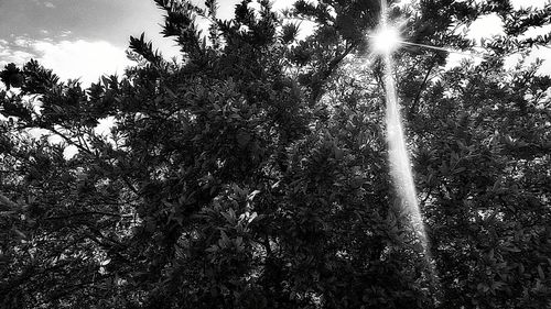 Low angle view of trees against sky