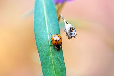 Close-up of ladybug on leaf