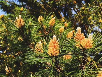 Close-up of pine tree