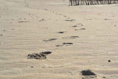 High angle view of crab on sand