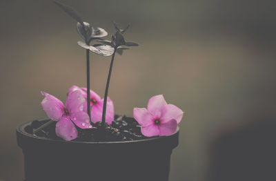 Close-up of pink flowering plant against white background