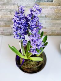 Close-up of purple flower in vase on table