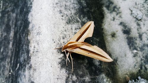 Close-up of butterfly on rock