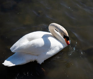 High angle view of swan swimming in lake