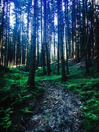 Trees in forest