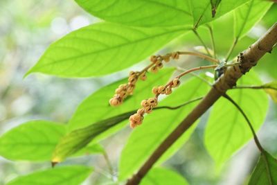Close-up of green leaves on tree