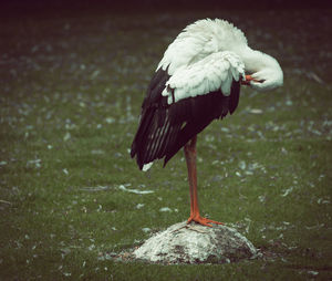 Close-up of stork perching on grassy field 