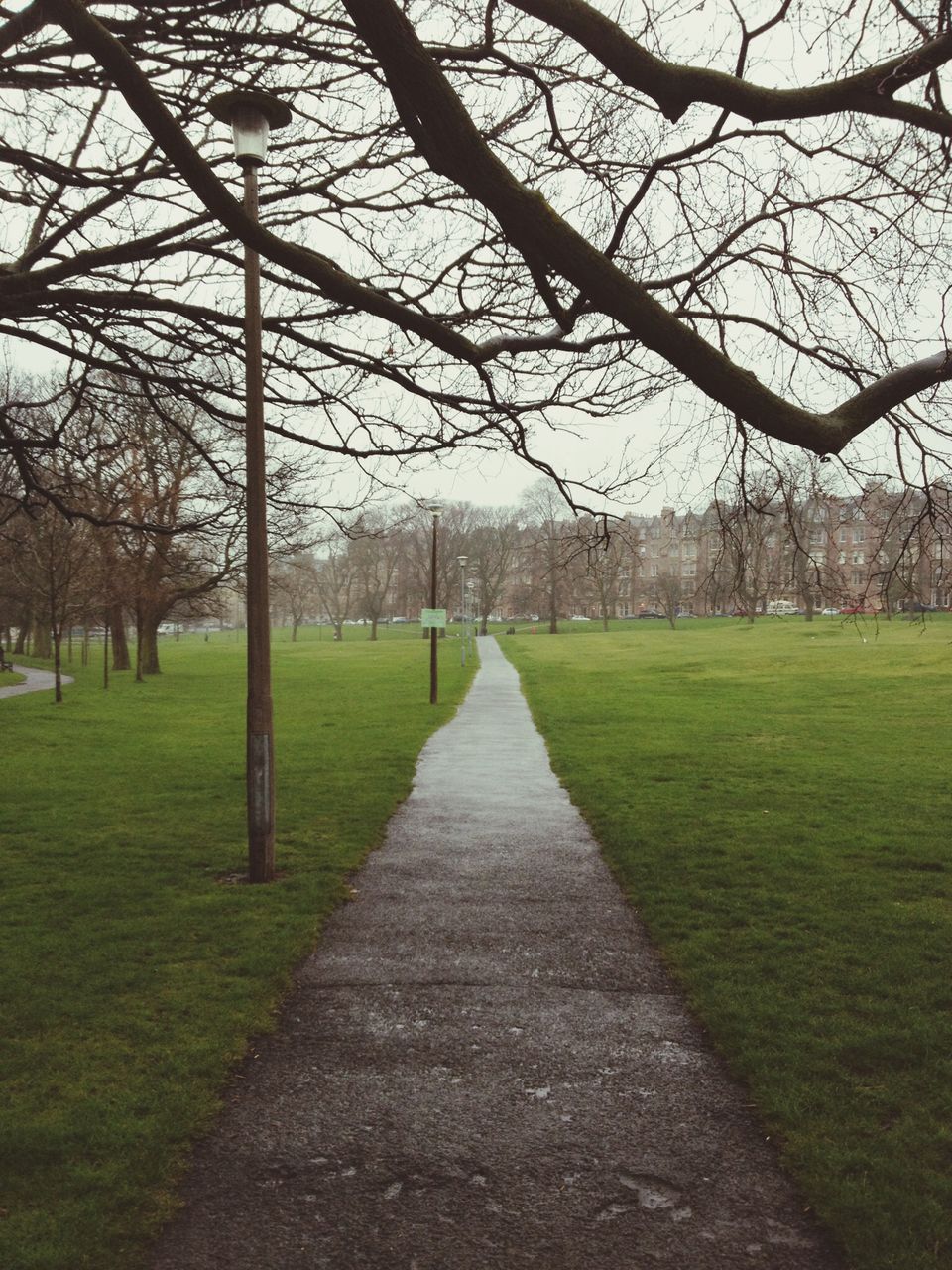 grass, the way forward, tree, diminishing perspective, bare tree, vanishing point, footpath, tranquility, green color, branch, field, nature, park - man made space, road, tranquil scene, pathway, treelined, landscape, grassy, sky