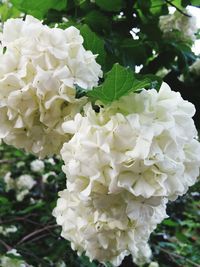 Close-up of white rose blooming outdoors