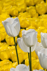 Close-up of white and yellow tulips