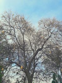 Low angle view of bare tree against sky