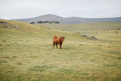 Horse on field against sky