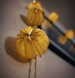 Close-up of yellow flower