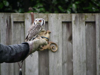 Close-up of bird perching on wood