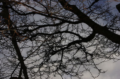 Low angle view of bare tree against sky