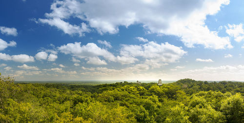 Scenic view of forest against sky