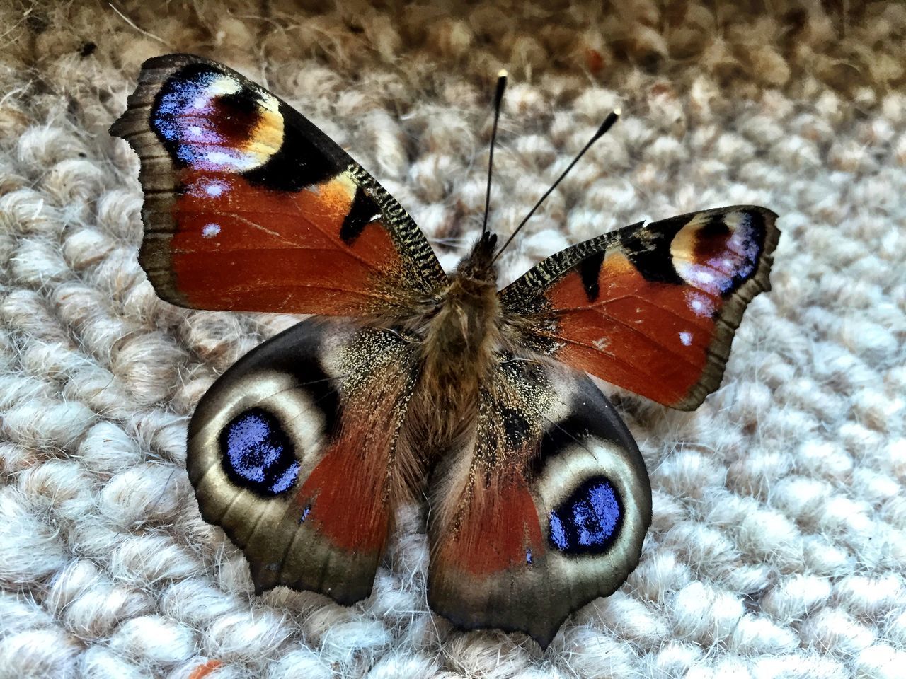 insect, one animal, animal themes, animals in the wild, butterfly - insect, close-up, wildlife, butterfly, animal wing, animal markings, natural pattern, animal antenna, moth, focus on foreground, nature, day, beauty in nature, outdoors, no people, perching