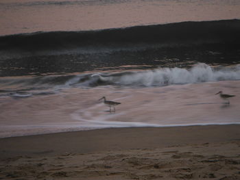 Bird on beach against sky during sunset