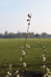 Close-up of flowering plant on field against sky