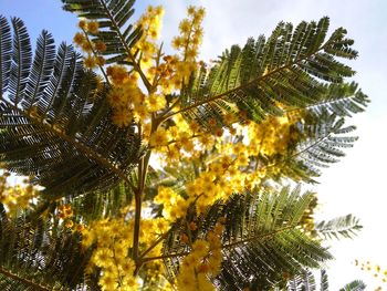 Low angle view of leaves on tree