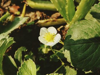 Close-up of white flowers