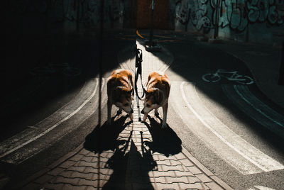 High angle view of a dog