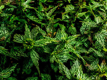 Full frame shot of leaves