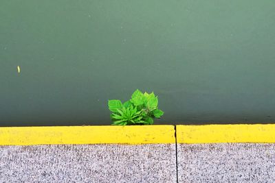 Plant growing in the dark