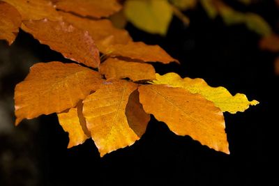 Close-up of yellow maple leaf against black background