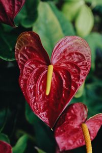 Close-up of red rose flower