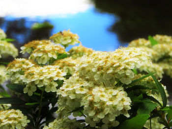 Close-up of flowering plant