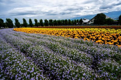Yellow flowering plants on field against sky
