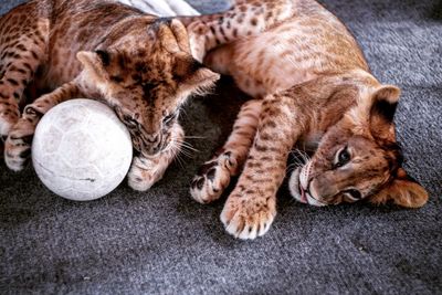 Close-up of lion cubs