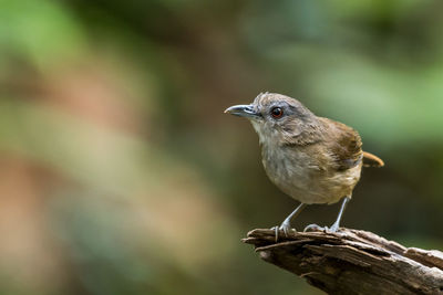 White-chested babbler perched and looking	