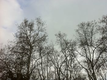 Low angle view of bare trees against sky